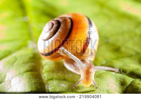 Garden snail on a green leaf natural green background macro