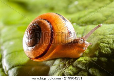 Garden snail on a green leaf natural green background macro