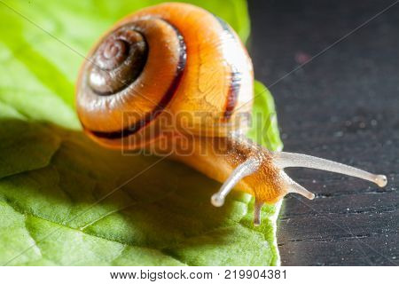 Garden snail on a green leaf natural green background macro