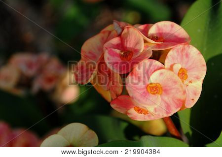 Close up image of bunch euphorbia flower