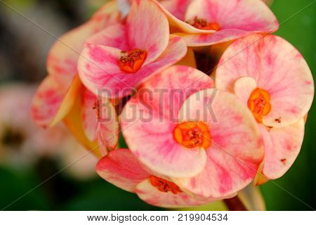 Close up image of bunch euphorbia flower