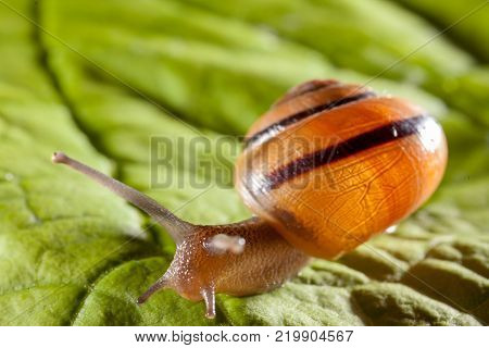 Garden snail on a green leaf natural green background macro