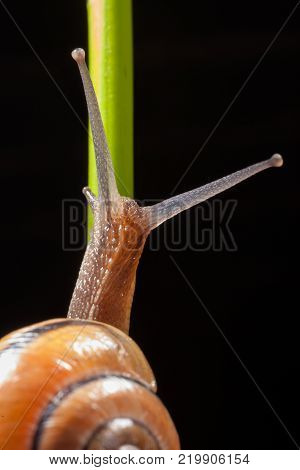 Garden snail on a green leaf natural green background macro
