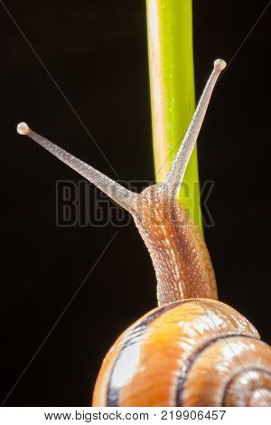 Garden snail on a green leaf natural green background macro
