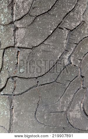 Close view of bark of horse chestnut