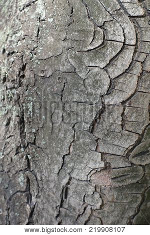 Cracked dry bark of horse chestnut tree