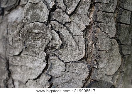Deep cracks on bark of horse chestnut tree