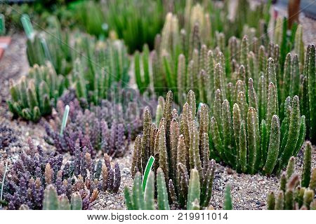 Tiny little green cactus bushes on the rocky ground.