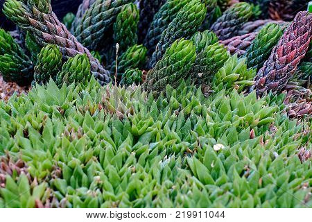 Haworthia tessellata cactus succulent plant leaf close up view on the rocky stone ground. Nice background texture.