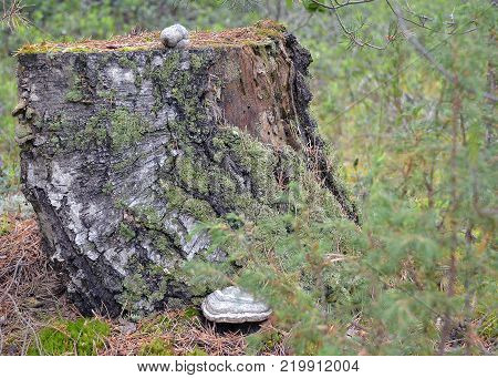 Mushroom trutovik grew on an old stump among moss and pine needles