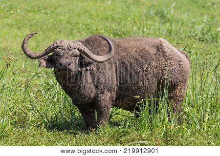 large male African buffalo, Syncerus caffer, grazing in the hot summer sun.