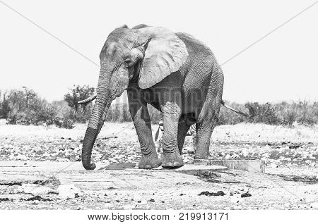 A monochrome African elephant Loxodonta africana at the Rateldraf waterhole in Northern Namibia