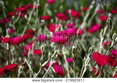In a garden lychnis coronaria it is allocated with silvery color of leaves and runaways, bright color of flowers.