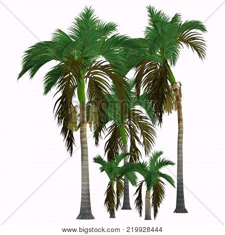 Alexander King Palm Trees 3D illustration - This tropical tree grows in the rainforest and is a palm native of Queensland, Australia.