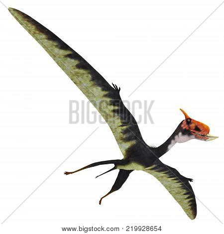 Dsungaripterus Reptile Wings Spread 3D illustration - This carnivorous pterosaur lived in China in the Cretaceous Period and preyed on shellfish.