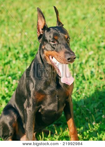 seduta bel dobermann nero