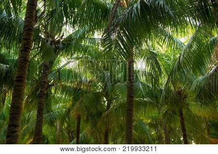 Coconat Palm Tree as nature green background