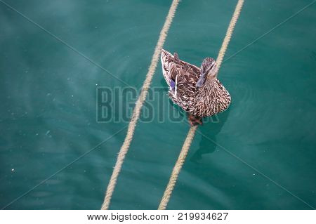 A duck sitting on a rope at the Garda lake.