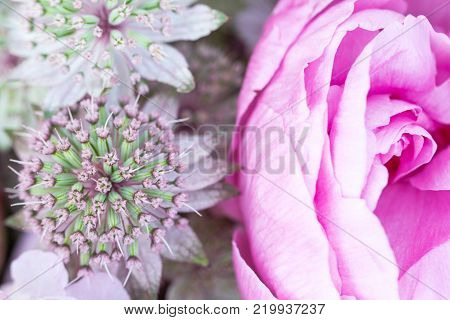 A composition bouquet of allium onion flowers and rose peony