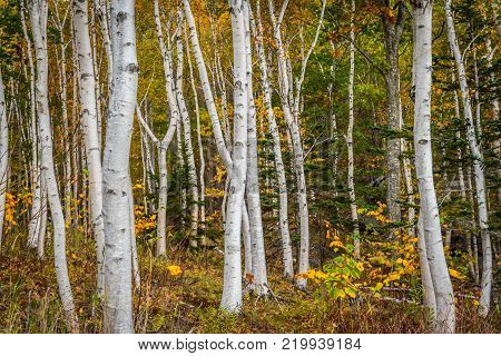 Forest of White Paper Birch Tree Trunks with Golden Leaves in Autumn