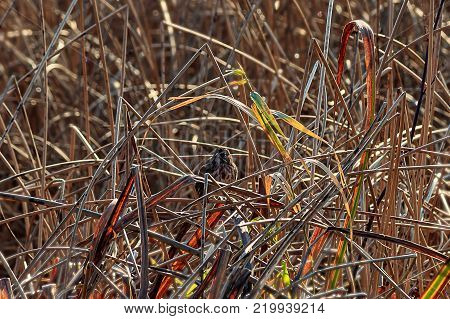 small bird in red and gold grass in winter