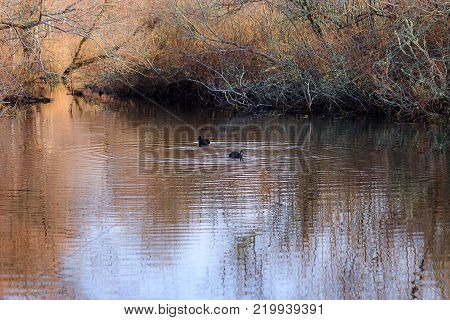 ducks swimming on winter lake with golden reflections