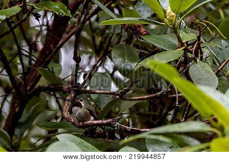 small green and red hummingbird sitting on branch