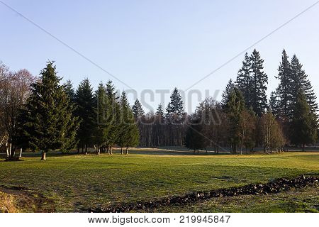Large flat grassland park with groupings of pine trees