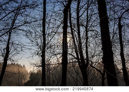 winter fog flowing through trees over parkland