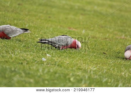 Australian native birds on the green grass