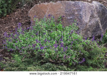 large granite stones boulders in the park as an element of decor
