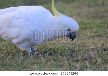 Australian native birds on the green grass