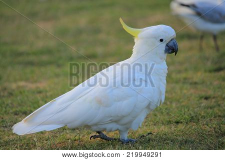 Australian native birds on the green grass