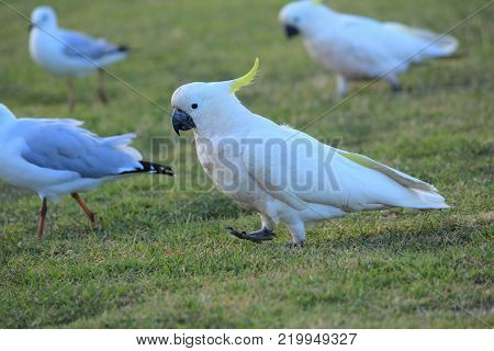 Australian native birds on the green grass