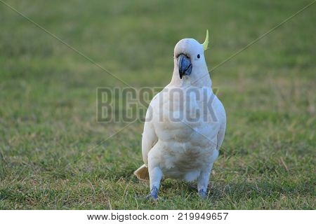 Australian native birds on the green grass