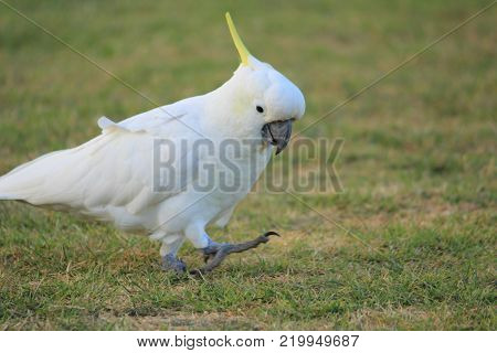 Australian native birds on the green grass