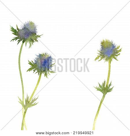 watercolor wild plants of feverweed, blue prickly flowers drawing at white paper background