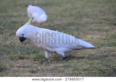 Australian native birds on the green grass