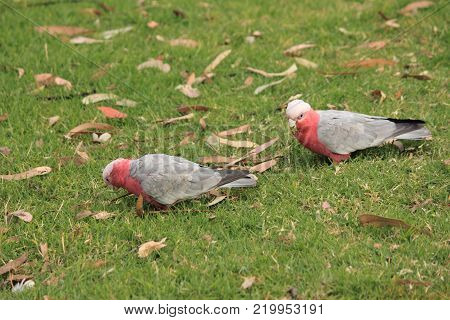 Australian native birds on the green grass