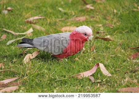 Australian native birds on the green grass