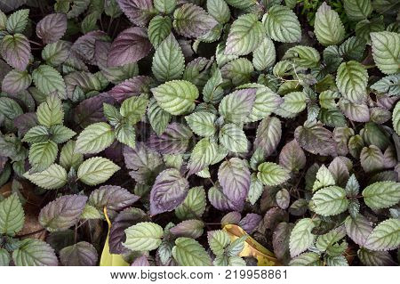 Close Up Hemigraphis Alternata Plant In Nature Garden