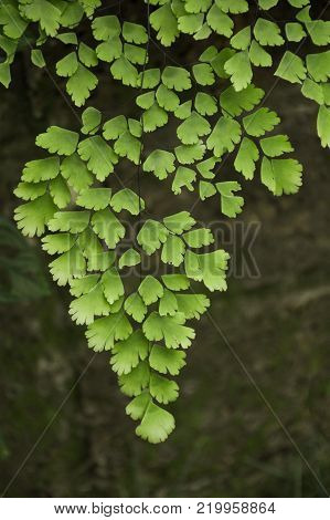 Fresh Green Caryota Mitis Plant In Nature Garden