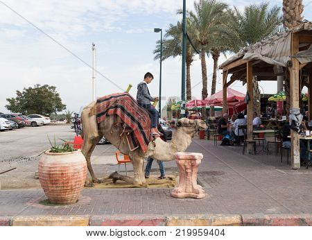Yeriho, Israel, November 25, 2017 : Camel driver with a camel stand in anticipation of a ride on a camel in Yeriho in Israel