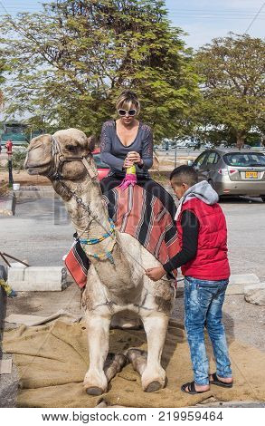 Yeriho, Israel, November 25, 2017 : The camel driver helps the visitor to sit on a camel in Yeriho in Israel
