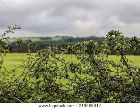 Hedgerow And Fields