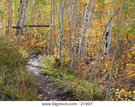 Trail az erdőben