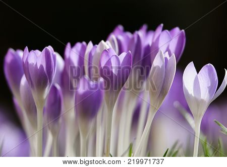 Violet crocuses on a sunny spring day.