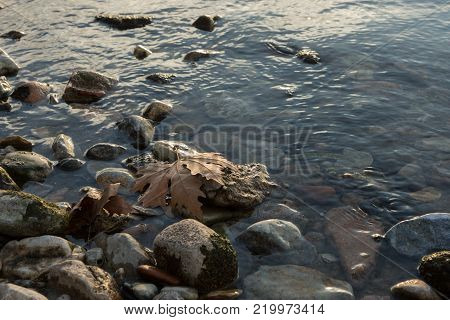 a fallen leaf on the rocks of the shore of Lake Iznik, Iznik, Turkey