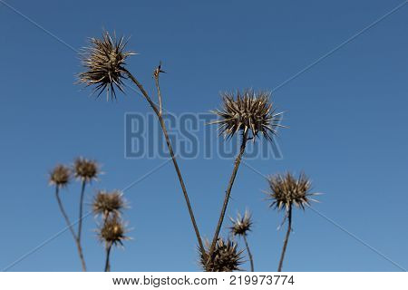 dried spiky thistles and stalks against a blue winter sky, Iznik, Turkey