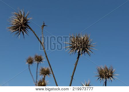 dried spiky thistles and stalks against a blue winter sky, Iznik, Turkey